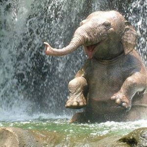 Meet your Posher, Elona